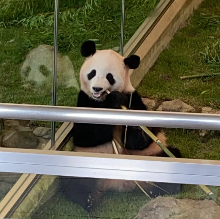 アドベンチャーワールドで撮影したパンダ